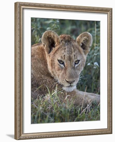 Lion (Panthera Leo) Cub, Ngorongoro Crater, Tanzania, East Africa, Africa-James Hager-Framed Photographic Print