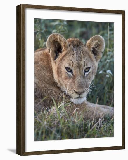 Lion (Panthera Leo) Cub, Ngorongoro Crater, Tanzania, East Africa, Africa-James Hager-Framed Photographic Print