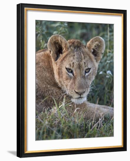 Lion (Panthera Leo) Cub, Ngorongoro Crater, Tanzania, East Africa, Africa-James Hager-Framed Photographic Print