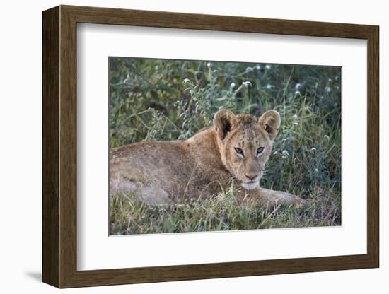 Lion (Panthera Leo) Cub, Ngorongoro Crater, Tanzania, East Africa, Africa-James Hager-Framed Premium Photographic Print