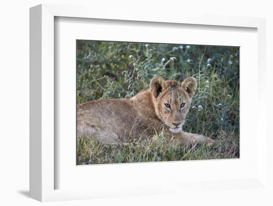 Lion (Panthera Leo) Cub, Ngorongoro Crater, Tanzania, East Africa, Africa-James Hager-Framed Premium Photographic Print