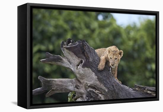 Lion (Panthera Leo) Cub on a Downed Tree Trunk in the Rain-James Hager-Framed Premier Image Canvas