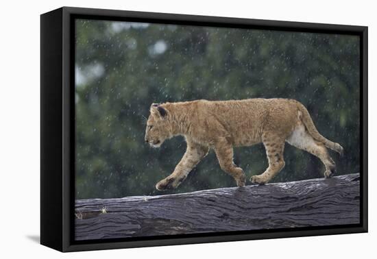 Lion (Panthera Leo) Cub on a Downed Tree Trunk in the Rain-James Hager-Framed Premier Image Canvas