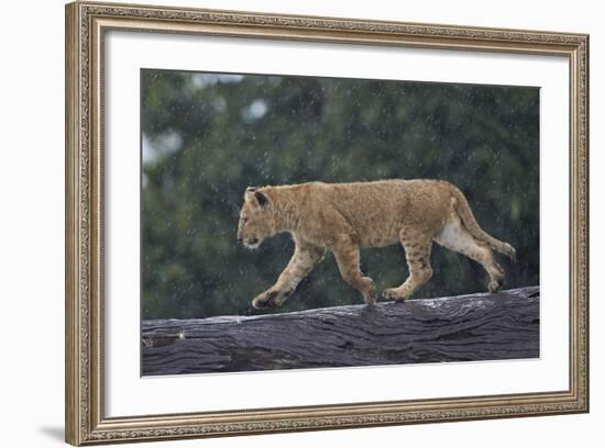 Lion (Panthera Leo) Cub on a Downed Tree Trunk in the Rain-James Hager-Framed Photographic Print