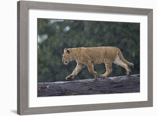 Lion (Panthera Leo) Cub on a Downed Tree Trunk in the Rain-James Hager-Framed Photographic Print