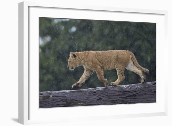 Lion (Panthera Leo) Cub on a Downed Tree Trunk in the Rain-James Hager-Framed Photographic Print