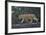 Lion (Panthera Leo) Cub on a Downed Tree Trunk in the Rain-James Hager-Framed Photographic Print