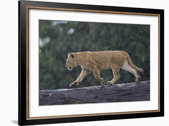 Lion (Panthera Leo) Cub on a Downed Tree Trunk in the Rain-James Hager-Framed Photographic Print