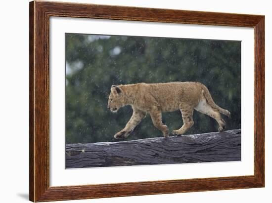 Lion (Panthera Leo) Cub on a Downed Tree Trunk in the Rain-James Hager-Framed Photographic Print