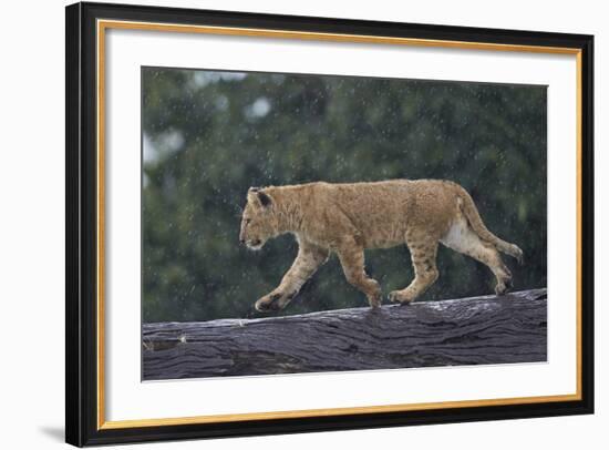 Lion (Panthera Leo) Cub on a Downed Tree Trunk in the Rain-James Hager-Framed Photographic Print