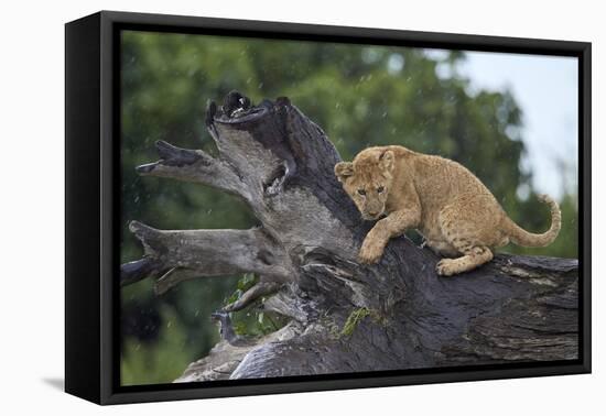 Lion (Panthera Leo) Cub on a Downed Tree Trunk in the Rain-James Hager-Framed Premier Image Canvas