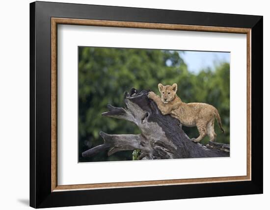 Lion (Panthera Leo) Cub on a Downed Tree Trunk in the Rain-James Hager-Framed Photographic Print