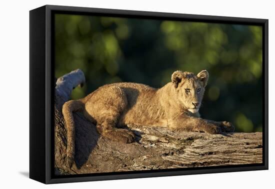 Lion (Panthera Leo) Cub on a Downed Tree Trunk, Ngorongoro Crater, Tanzania, East Africa, Africa-James Hager-Framed Premier Image Canvas