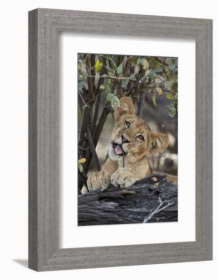 Lion (Panthera leo) cub playing with a branch, Selous Game Reserve, Tanzania, East Africa, Africa-James Hager-Framed Photographic Print