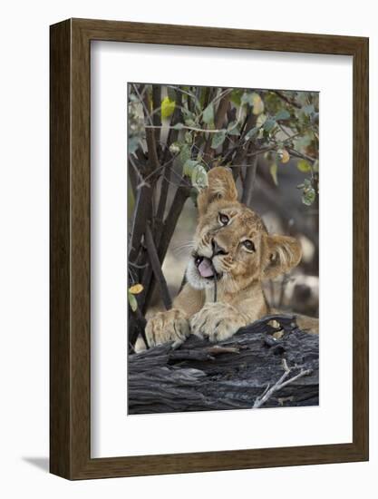 Lion (Panthera leo) cub playing with a branch, Selous Game Reserve, Tanzania, East Africa, Africa-James Hager-Framed Photographic Print