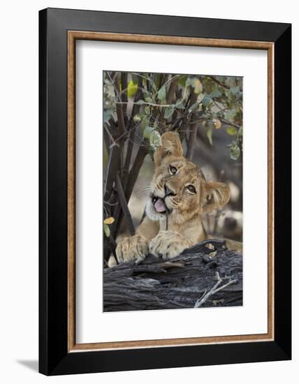 Lion (Panthera leo) cub playing with a branch, Selous Game Reserve, Tanzania, East Africa, Africa-James Hager-Framed Photographic Print