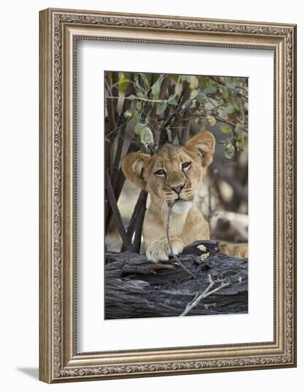 Lion (Panthera leo) cub playing with a branch, Selous Game Reserve, Tanzania, East Africa, Africa-James Hager-Framed Photographic Print