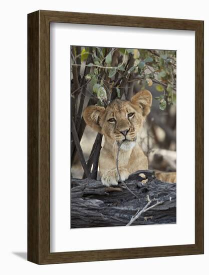 Lion (Panthera leo) cub playing with a branch, Selous Game Reserve, Tanzania, East Africa, Africa-James Hager-Framed Photographic Print