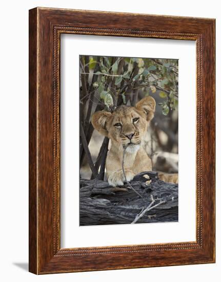 Lion (Panthera leo) cub playing with a branch, Selous Game Reserve, Tanzania, East Africa, Africa-James Hager-Framed Photographic Print