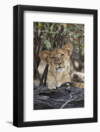 Lion (Panthera leo) cub playing with a branch, Selous Game Reserve, Tanzania, East Africa, Africa-James Hager-Framed Photographic Print