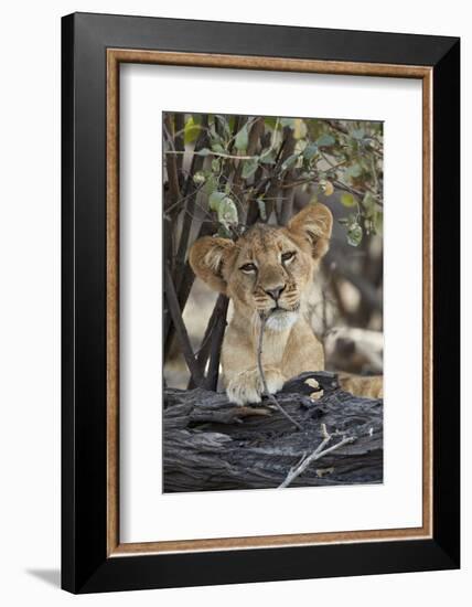 Lion (Panthera leo) cub playing with a branch, Selous Game Reserve, Tanzania, East Africa, Africa-James Hager-Framed Photographic Print