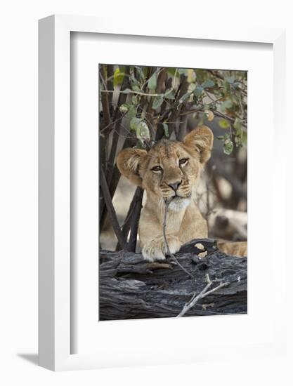 Lion (Panthera leo) cub playing with a branch, Selous Game Reserve, Tanzania, East Africa, Africa-James Hager-Framed Photographic Print