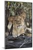 Lion (Panthera leo) cub playing with a branch, Selous Game Reserve, Tanzania, East Africa, Africa-James Hager-Mounted Photographic Print