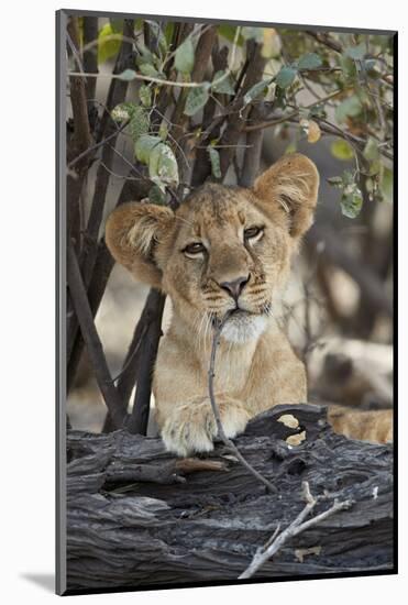 Lion (Panthera leo) cub playing with a branch, Selous Game Reserve, Tanzania, East Africa, Africa-James Hager-Mounted Photographic Print