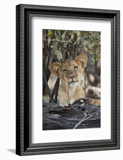Lion (Panthera leo) cub playing with a branch, Selous Game Reserve, Tanzania, East Africa, Africa-James Hager-Framed Photographic Print