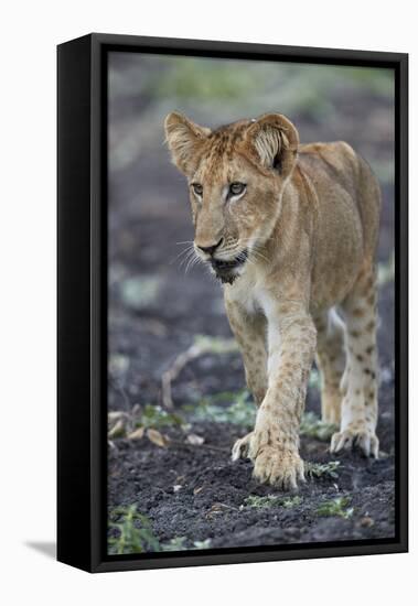 Lion (Panthera leo) cub, Selous Game Reserve, Tanzania, East Africa, Africa-James Hager-Framed Premier Image Canvas