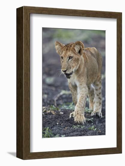 Lion (Panthera leo) cub, Selous Game Reserve, Tanzania, East Africa, Africa-James Hager-Framed Photographic Print