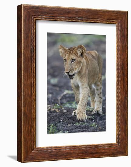 Lion (Panthera leo) cub, Selous Game Reserve, Tanzania, East Africa, Africa-James Hager-Framed Photographic Print