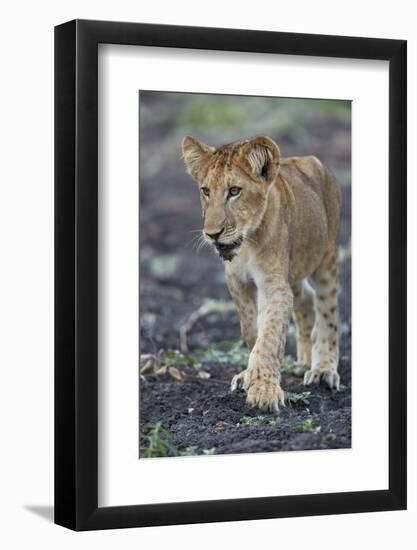 Lion (Panthera leo) cub, Selous Game Reserve, Tanzania, East Africa, Africa-James Hager-Framed Photographic Print