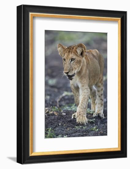 Lion (Panthera leo) cub, Selous Game Reserve, Tanzania, East Africa, Africa-James Hager-Framed Photographic Print