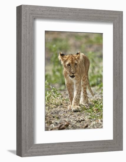 Lion (Panthera leo) cub, Selous Game Reserve, Tanzania, East Africa, Africa-James Hager-Framed Photographic Print