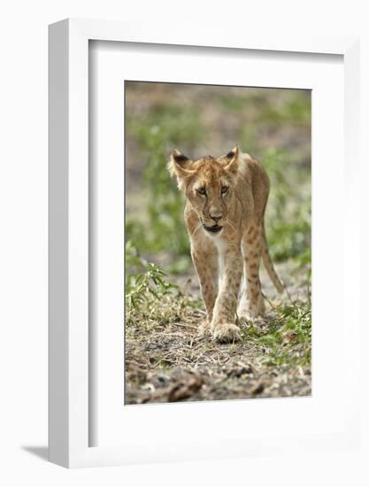 Lion (Panthera leo) cub, Selous Game Reserve, Tanzania, East Africa, Africa-James Hager-Framed Photographic Print