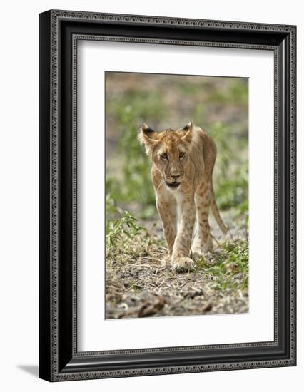 Lion (Panthera leo) cub, Selous Game Reserve, Tanzania, East Africa, Africa-James Hager-Framed Photographic Print