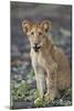 Lion (Panthera leo) cub, Selous Game Reserve, Tanzania, East Africa, Africa-James Hager-Mounted Photographic Print