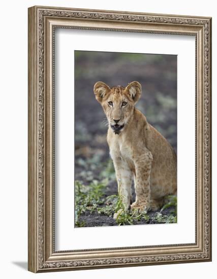 Lion (Panthera leo) cub, Selous Game Reserve, Tanzania, East Africa, Africa-James Hager-Framed Photographic Print