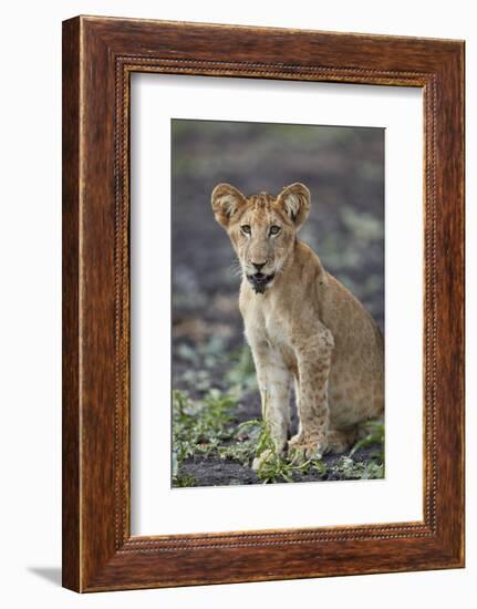 Lion (Panthera leo) cub, Selous Game Reserve, Tanzania, East Africa, Africa-James Hager-Framed Photographic Print