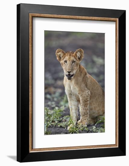 Lion (Panthera leo) cub, Selous Game Reserve, Tanzania, East Africa, Africa-James Hager-Framed Photographic Print