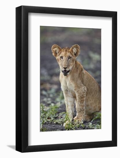 Lion (Panthera leo) cub, Selous Game Reserve, Tanzania, East Africa, Africa-James Hager-Framed Photographic Print