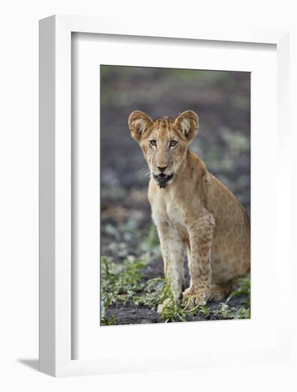 Lion (Panthera leo) cub, Selous Game Reserve, Tanzania, East Africa, Africa-James Hager-Framed Photographic Print