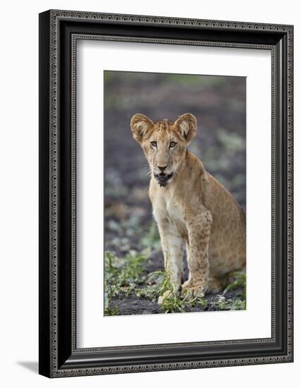 Lion (Panthera leo) cub, Selous Game Reserve, Tanzania, East Africa, Africa-James Hager-Framed Photographic Print