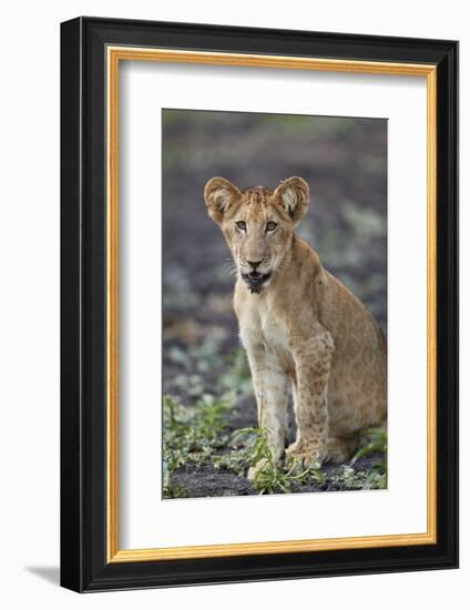 Lion (Panthera leo) cub, Selous Game Reserve, Tanzania, East Africa, Africa-James Hager-Framed Photographic Print