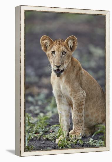 Lion (Panthera leo) cub, Selous Game Reserve, Tanzania, East Africa, Africa-James Hager-Framed Premier Image Canvas