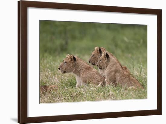 Lion (Panthera Leo) Cubs, Ngorongoro Crater, Tanzania, East Africa, Africa-James Hager-Framed Photographic Print