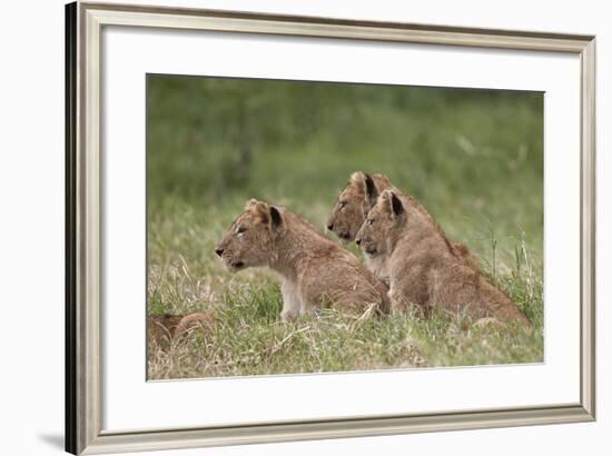 Lion (Panthera Leo) Cubs, Ngorongoro Crater, Tanzania, East Africa, Africa-James Hager-Framed Photographic Print