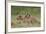 Lion (Panthera Leo) Cubs, Ngorongoro Crater, Tanzania, East Africa, Africa-James Hager-Framed Photographic Print