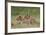 Lion (Panthera Leo) Cubs, Ngorongoro Crater, Tanzania, East Africa, Africa-James Hager-Framed Photographic Print